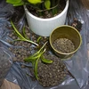 Argila expandida para plantas em vasos, jardinagem e florestas em vidro, 4-10 mm, 2L - 8 