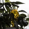 Bola de irrigação tripla (três câmaras), transparente amarela, 600 ml - 7 