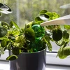 Bola de irrigação tripla (três câmaras), verde transparente, 600 ml - 6 