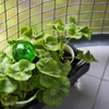 Bola de irrigação tripla (três câmaras), verde transparente com ponta de cerâmica, 600ml - 9 
