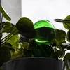 Bola de irrigação tripla (três câmaras), verde transparente com ponta de cerâmica, 600ml - 7 