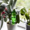 Bola de irrigação tripla (três câmaras), verde transparente com ponta de cerâmica, 600ml - 8 
