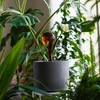 Bolas de irrigação para plantas, âmbar transparente, 400 ml, 2 peças - 10 