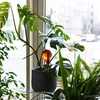 Bolas de irrigação para plantas, âmbar transparente, 400 ml, 2 peças - 11 
