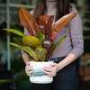 Bolas de irrigação para plantas, âmbar transparente, 400 ml, 2 peças - 12 