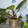 Bolas de irrigação para plantas, brancas translúcidas, 400 ml, 4 peças - 9 