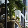 Bolas de irrigação para plantas, brancas translúcidas, 400 ml, 4 peças - 11 