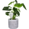 Bolas de irrigação para plantas, brancas translúcidas, 400 ml, 4 peças - 6 