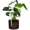 Bolas de irrigação para plantas, brancas translúcidas com rolha, 400ml, 4 peças - 6 
