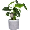 Bolas de irrigação para plantas, pretas transparentes, 400 ml, 4 unidades - 6 