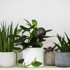 Bolas de irrigação para plantas, pretas transparentes, 400 ml, 4 unidades - 10 