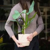Bolas de irrigação para plantas, pretas transparentes, 400 ml, 4 unidades - 11 