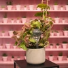 Bolas de irrigação para plantas, transparentes, 400 ml, 2 unid. - 13 