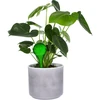 Bolas de irrigação para plantas, verdes transparentes, 400 ml, 2 unid. - 5 