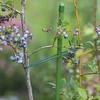 Corda de algodão verde 2 mm/55 m/100 g - 8 