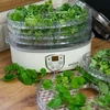 Desidratador para cogumelos, frutas, vegetais e ervas com regulação de temperatura, 240W, transparente - 13 