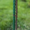 Estacas de jardim Bioogród – aço revestido, 1,8 m, fi 11 mm, 10 unid. - 5 