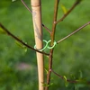 Fechos plásticos para amarrar plantas, mix de 50 unid. - 6 
