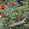 Fita de juta 5 cm / 8 m - 7 