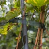 Fita para amarração de plantas PE 3 cm x 50 m - 4 