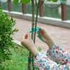 Fita para amarrar plantas PVC, 1,2 cm x 40m - 5 