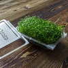 Germinador Cabelos Verdes com sementes de rabanete - 15 