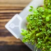 Germinador Cabelos Verdes com sementes de rabanete - 17 