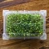 Germinador Cabelos Verdes com sementes de rabanete - 16 