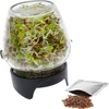 Germinador de pote Twist-off com sementes de rabanete - 2 