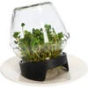 Germinador de pote Twist-off com sementes de rabanete - 8 