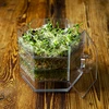 Germinador de vários níveis Niezłe Ziółko com sementes de rabanete - 19 