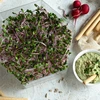 Germinador de vários níveis Niezłe Ziółko com sementes de rabanete - 14 