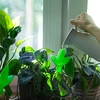 Irrigador para plantas – folha verde com pé de cerâmica, 120 ml - 8 