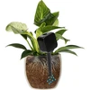 Irrigador para plantas – placa preta, 200 ml - 6 