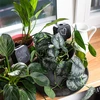 Irrigador para plantas – placa preta com pé de cerâmica, 200 ml - 9 