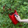 Máquina para colher pequenas frutas - 6 