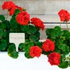 Plaquetas para descrever plantas + lápis mix 10+20 unid. - 9 