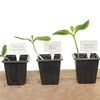 Plaquetas para descrever plantas + lápis mix 10+20 unid. - 12 