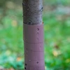 Protetor para árvores - espiral - fi 3,5 x 80 cm - 3 
