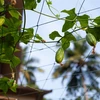 Rede para plantas trepadeiras, 1,8 x 5m - 6 