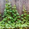 Rede para plantas trepadeiras: 2 x 20m - 5 