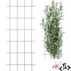 Suporte para plantas – treliça de jardim 150 x 60 cm - 9 