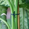 Tubo de pomar, borracha verde escuro, 25 m x 3 mm - 3 