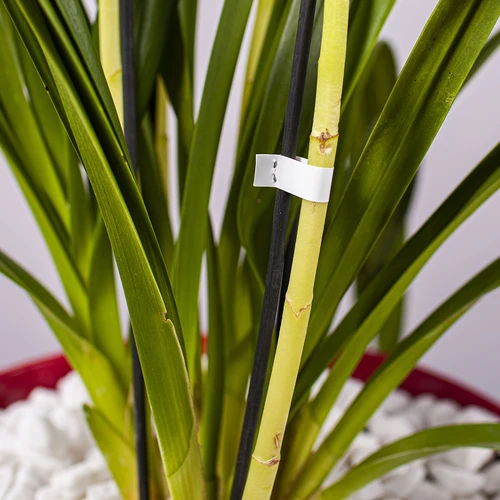 Agrafos para agrafador de jardinagem - 10000 unid. - 6