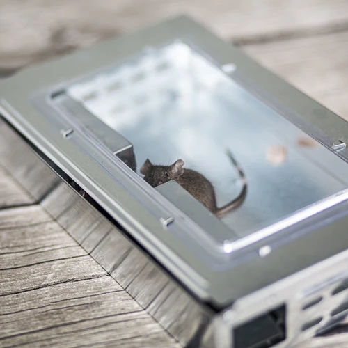 Armadilha metálica para ratos — de captura viva - 8