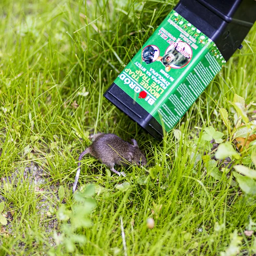 Armadilha para ratos - de captura viva - 10