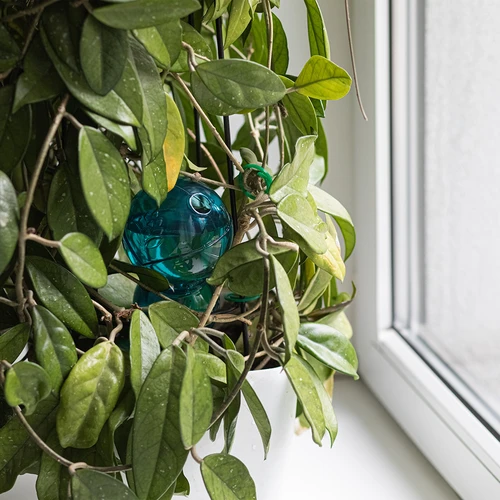 Bola de rega tripla (três câmaras), azul transparente, 600 ml - 7