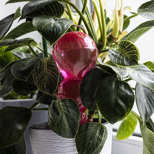 Bola de rega tripla (três câmaras), transparente cor-de-rosa, 600 ml - 7