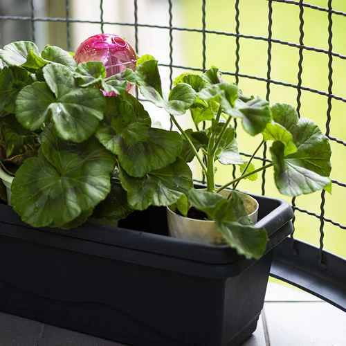 Bola de rega tripla (três câmaras), transparente cor-de-rosa, 600 ml - 9