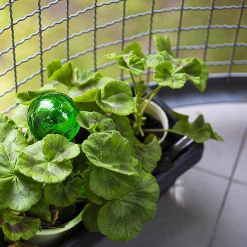 Bola de rega tripla (três compartimentos), transparente verde, com espigão cerâmico, 600 ml - 9